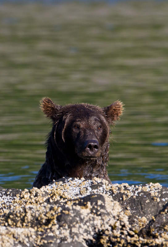 Grizzly Bear